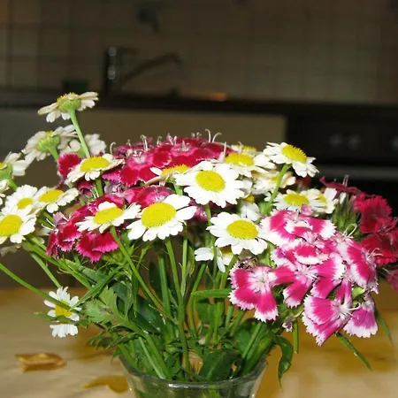 Lejlighed Bischof Mellau